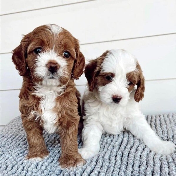 king charles Puppies for sale..Please contact us on Viber: +639660614145