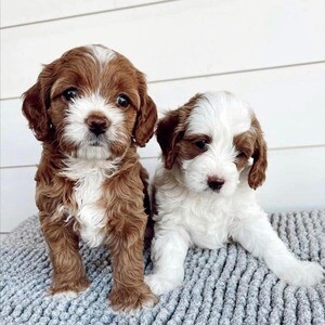 king charles Puppies for sale..Please contact us on Viber: +639660614145 | PostAds PH