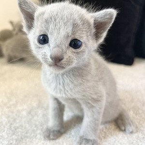 Russian Blue Kitties | PostAds PH