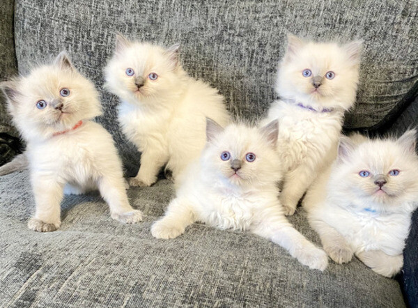 Ragdoll Kittens ready