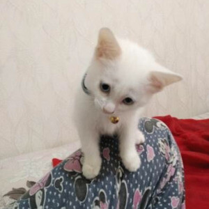 Ankara Kittens ready | PostAds PH