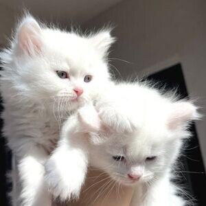 Chinchilla Kittens valid | PostAds PH