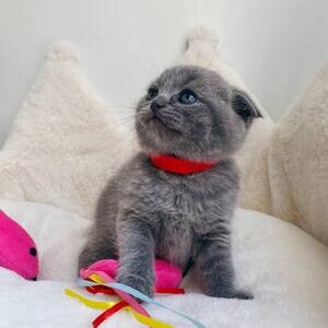 Scottish Fold Kittens valid | PostAds PH