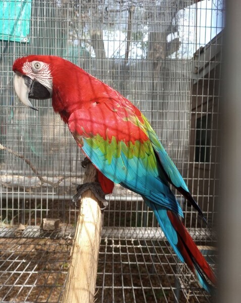 Green winged Macaws