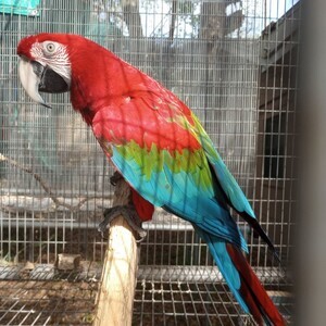 Green winged Macaws | PostAds PH