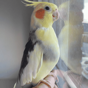 Bronze fallow cockatiel birds | PostAds PH