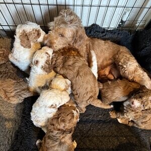 labradoodle puppies Now | PostAds PH