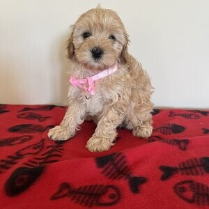 Cavapoo Puppies now | PostAds PH