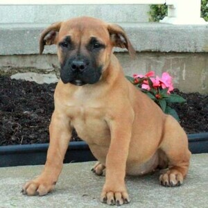 Boerboel Puppies now | PostAds PH