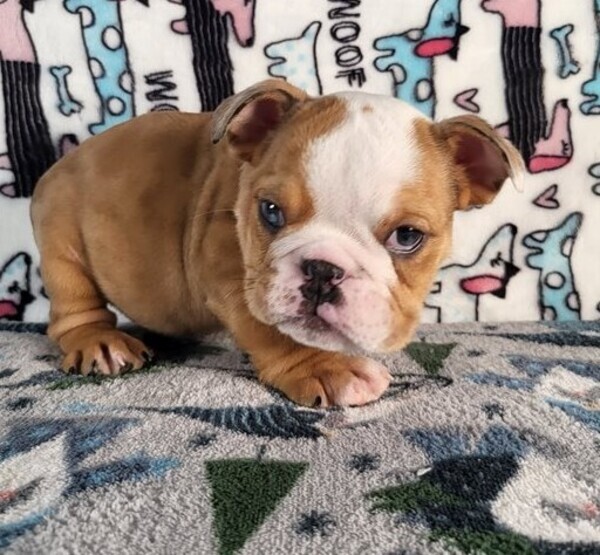 English Bulldog Puppies now