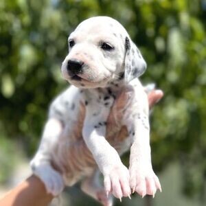 Original Dalmatian now | PostAds PH
