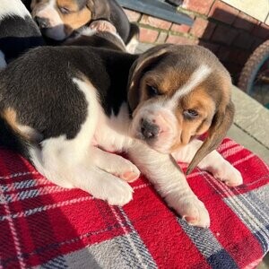 Beagle Puppies now | PostAds PH