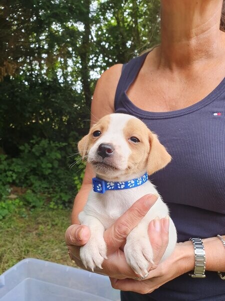 Jack Russel Terrier Puppies now