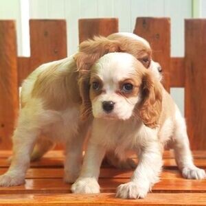 Cavalier King Charles Puppy now | PostAds PH