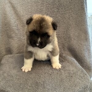Akita Puppies now | PostAds PH