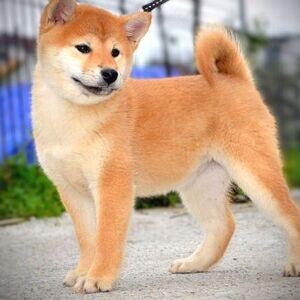 whatsapp:+44-7543-470-027 Shiba Inu Puppies | PostAds PH