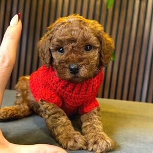 Toy Poodle Mini Puppies | PostAds PH