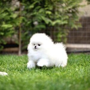 Cute Puppies Pomeranian | PostAds PH