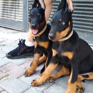 Purebred Doberman Puppies | PostAds PH