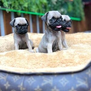 Purebred Pug Puppies | PostAds PH