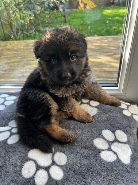 German Shepherd Puppies wooly