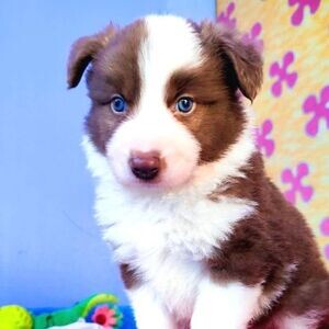 Quality Border Collie Puppies | PostAds PH