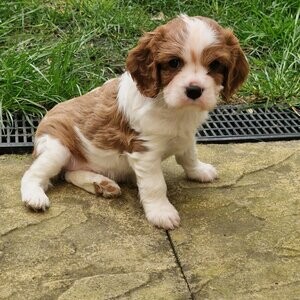 Cavalier King Charles x | PostAds PH