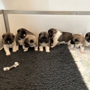 American Akita Puppies | PostAds PH