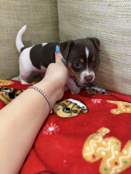 Jack Russell Puppy