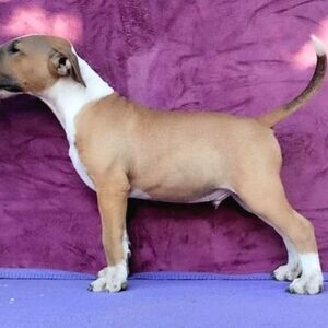 Mini Bull Terrier Puppies | PostAds PH