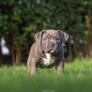 American Bully Puppies | PostAds PH