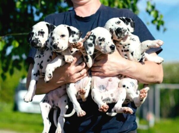 Dalmatian Puppies from Pedigree