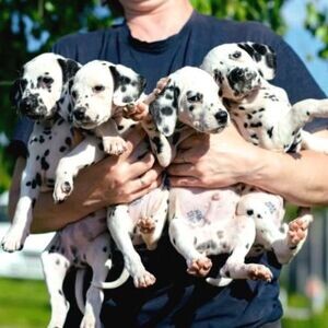 Dalmatian Puppies from Pedigree | PostAds PH