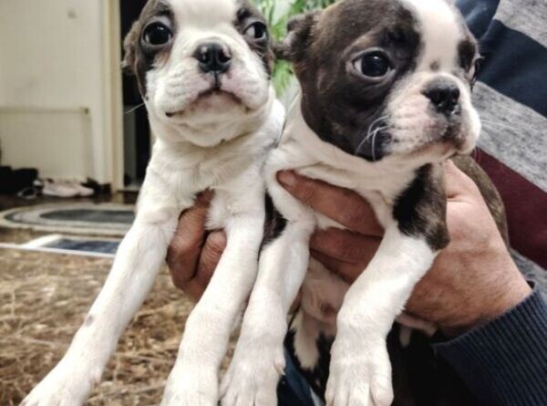 Boston Terrier Puppies
