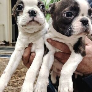 Boston Terrier Puppies | PostAds PH