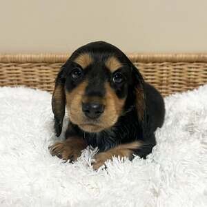 Loving Dachshund puppies | PostAds PH