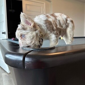 Darling French Bulldog | PostAds PH