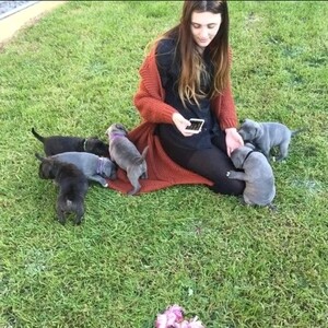 Sweet Staffordshire Puppies | PostAds PH