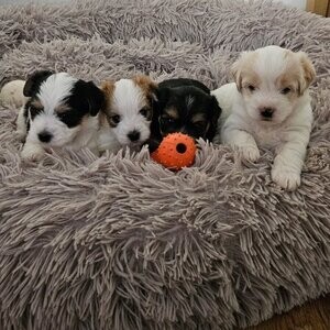 Beautiful yorkchoon puppies | PostAds PH