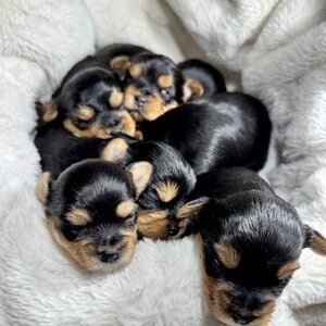 The most beautiful Yorkshire terrier puppies | PostAds PH