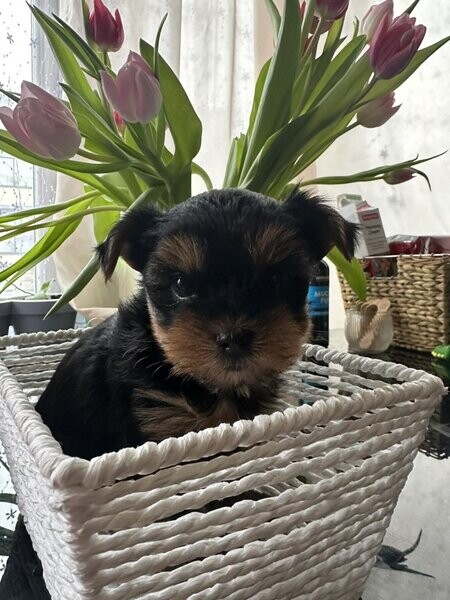 Kennel Club registred Yorkies puppy