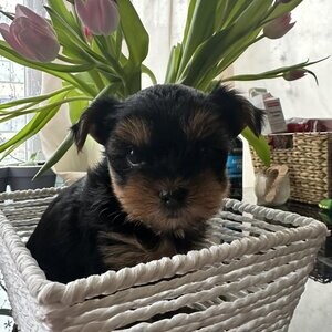 Kennel Club registred Yorkies puppy | PostAds PH