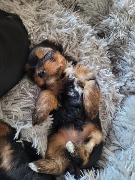 Yorkshire Terrier puppies