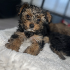 Sable and biewer Yorkshire terrier puppy’s | PostAds PH
