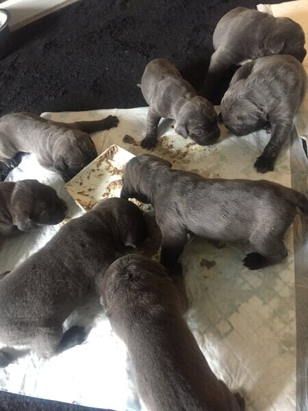 Cane CorsoS
