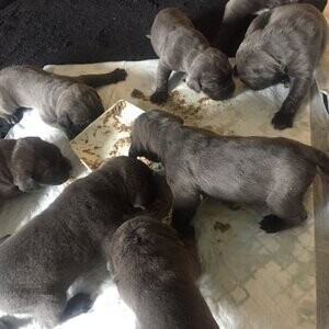 Cane CorsoS | PostAds PH