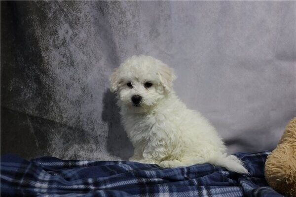 Beautiful Bichon Frise Puppies.Please contact us on Viber: (+639660614145)