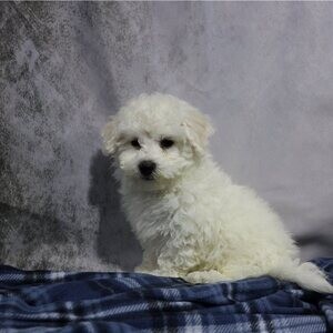 Beautiful Bichon Frise Puppies.Please contact us on Viber: (+639660614145) | PostAds PH