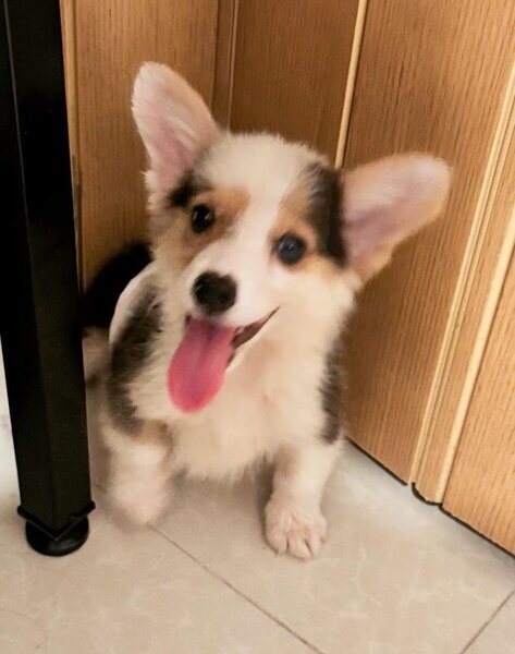 Home Trained Welsh Corgi Pembroke Puppies.Please contact us on Viber: (+639660614145)