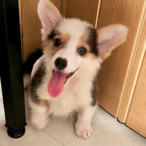 Home Trained Welsh Corgi Pembroke Puppies.Please contact us on Viber: (+639660614145) | PostAds PH